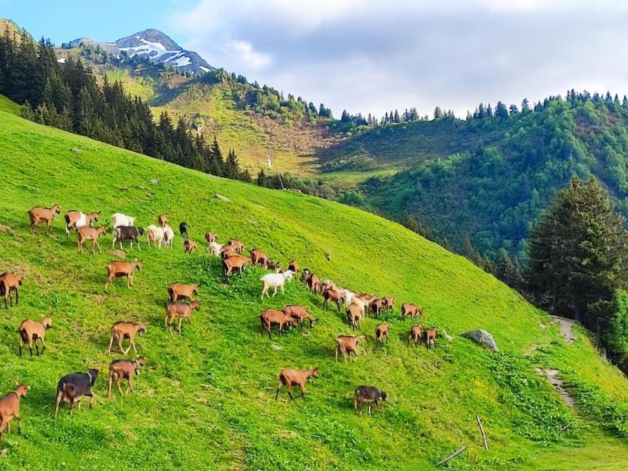 Vila Le Banc Des Seilles Bonvillard Exteriér fotografie